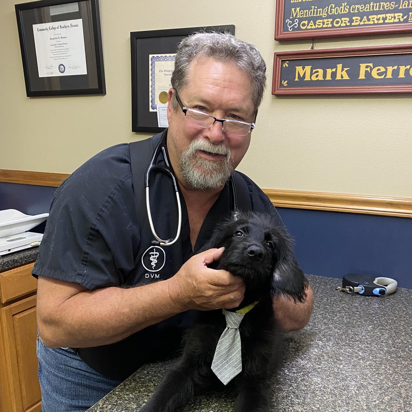 Doctor exams dog