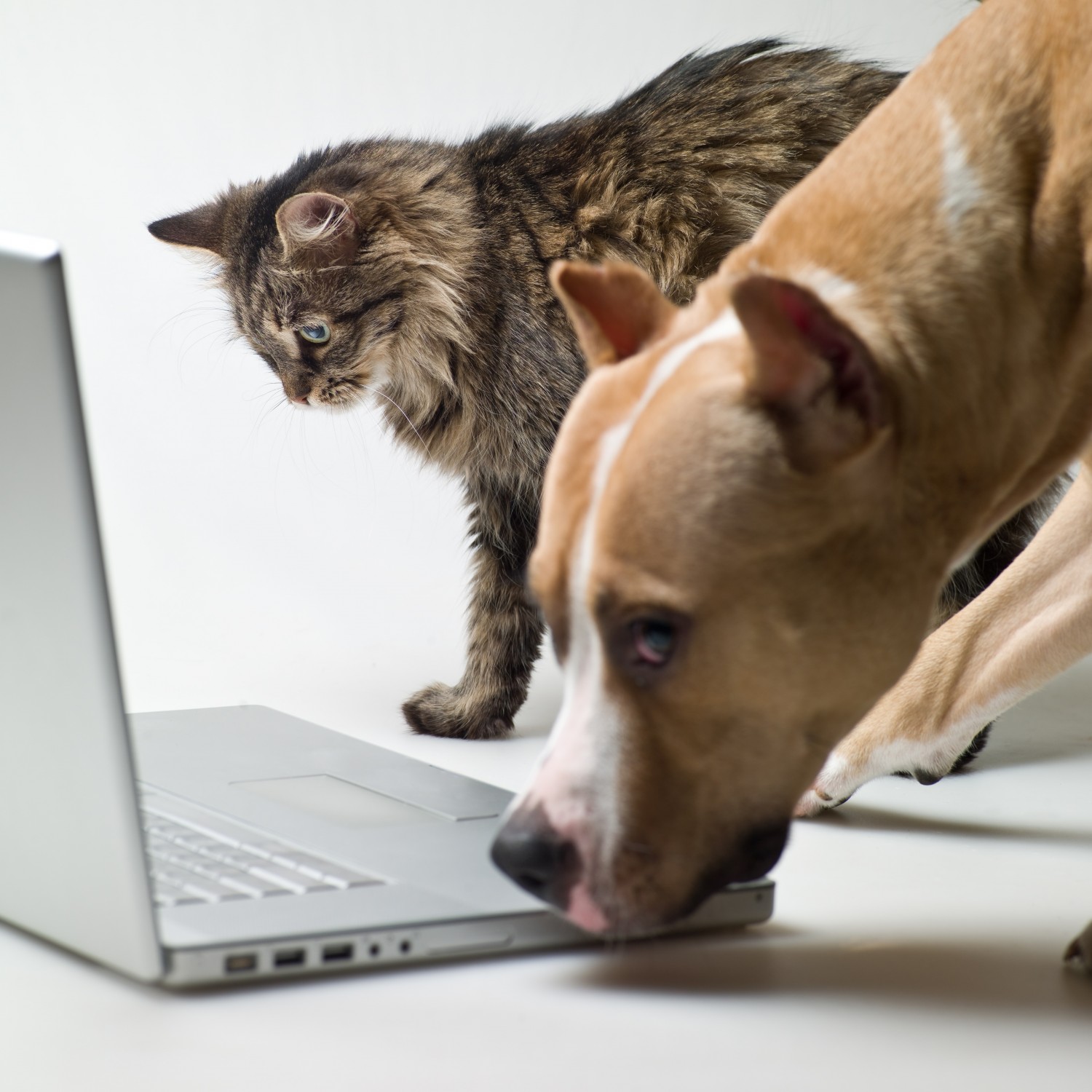 Pet Library